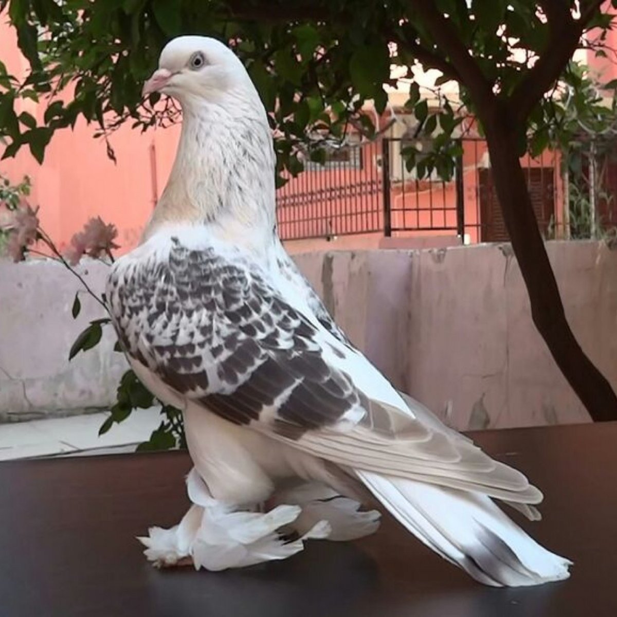 Голуби Такла Мардин