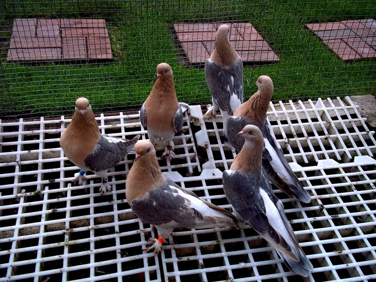 Такла голуби полет