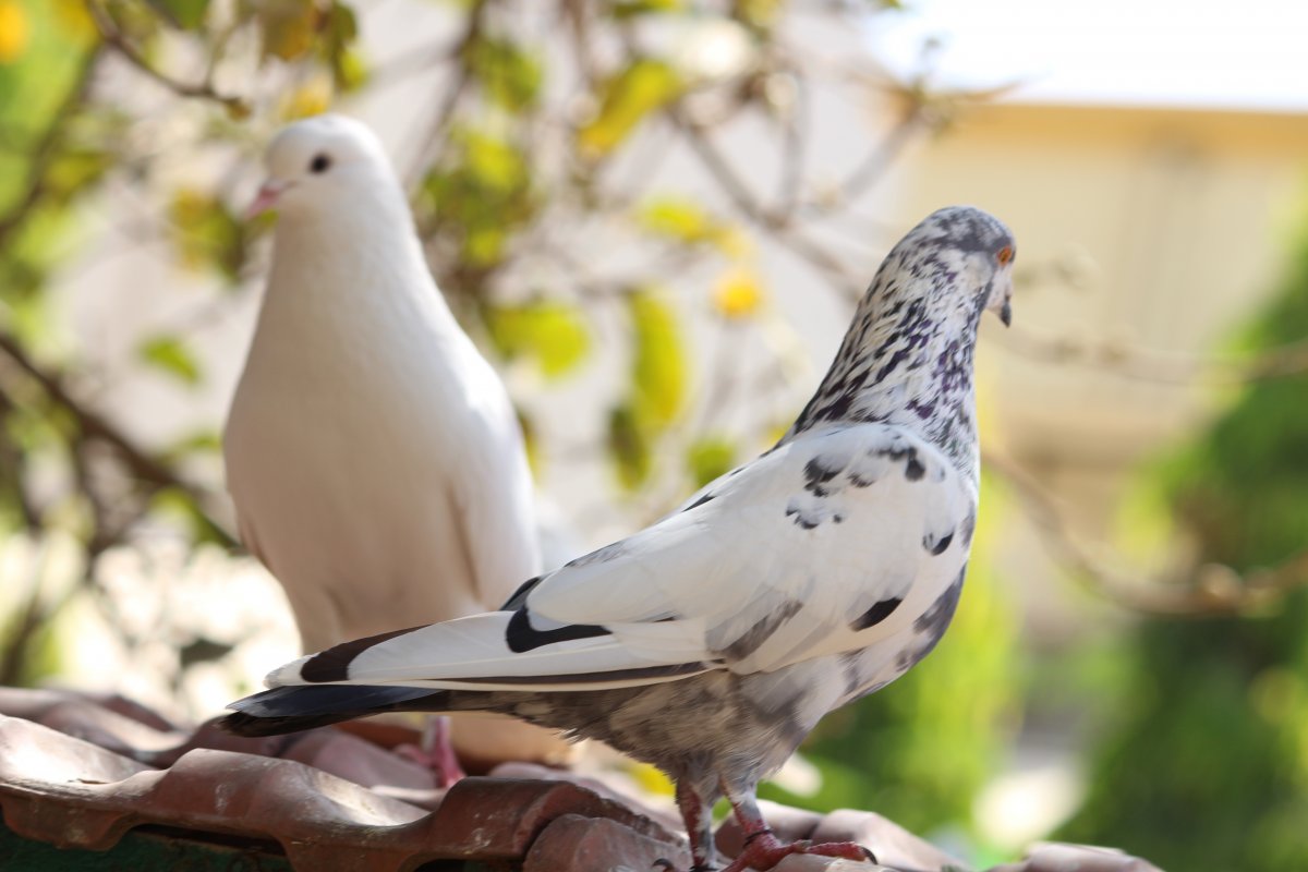 Кабутар чёрный