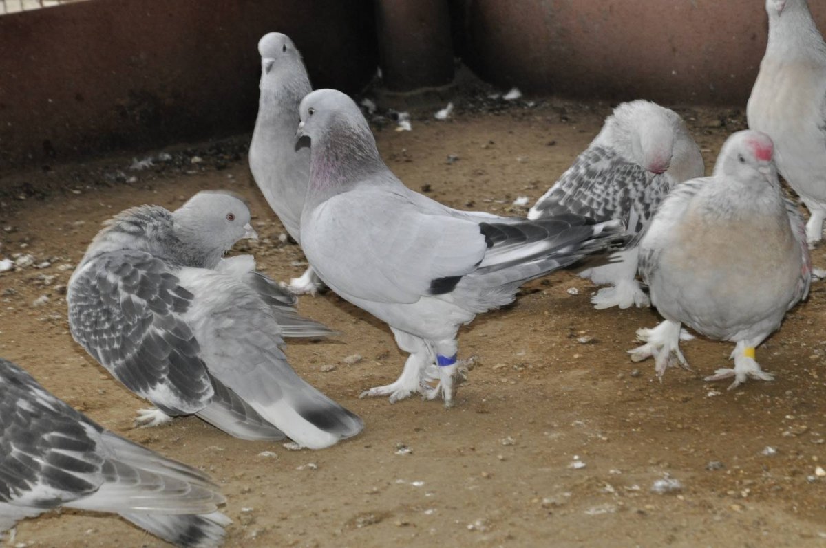 Бойные голуби Такла