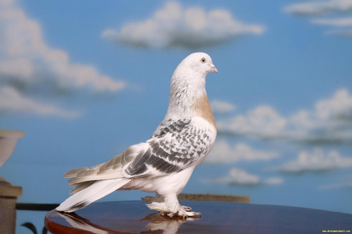 Такла миски голуби