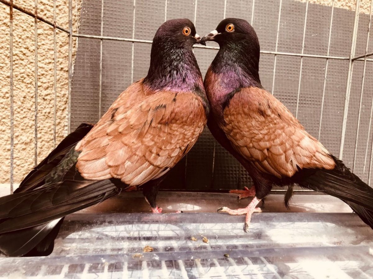 Разноцветные голуби