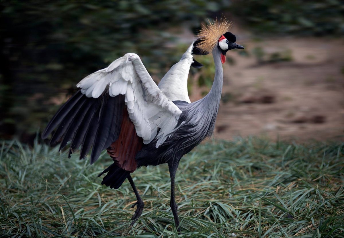 Журавль Московский зоопарк