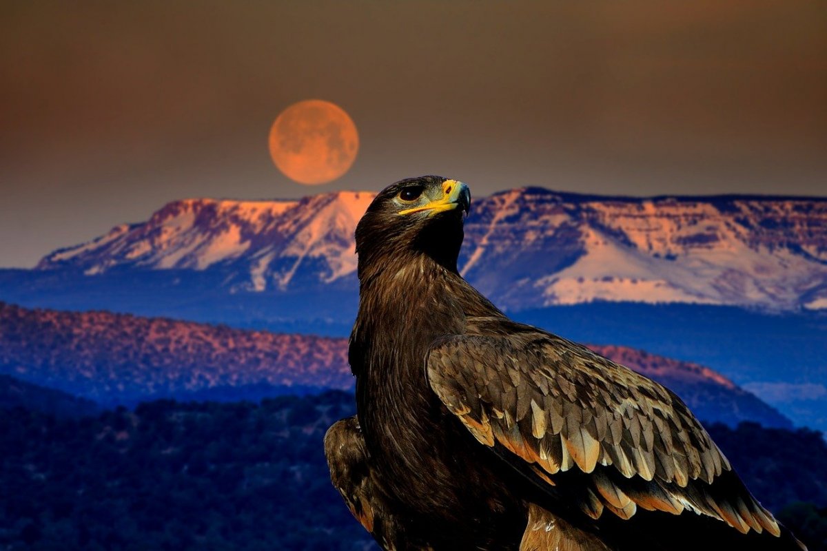 Орел Беркут Дагестана