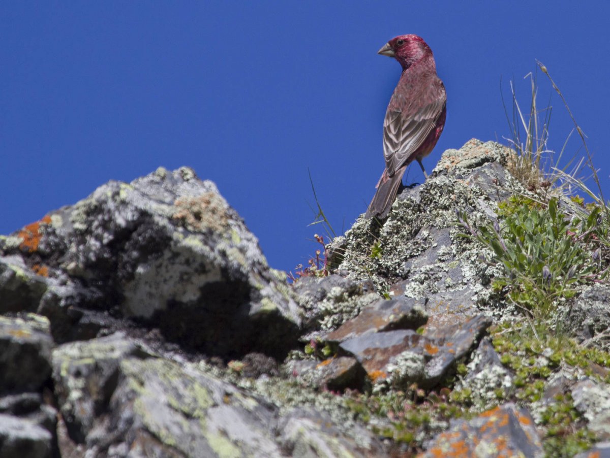 Тляратинский заказник Дагестана