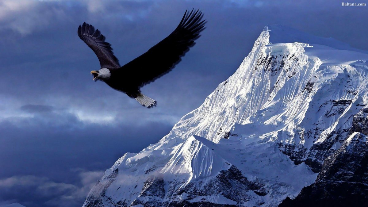 Парящий Орел