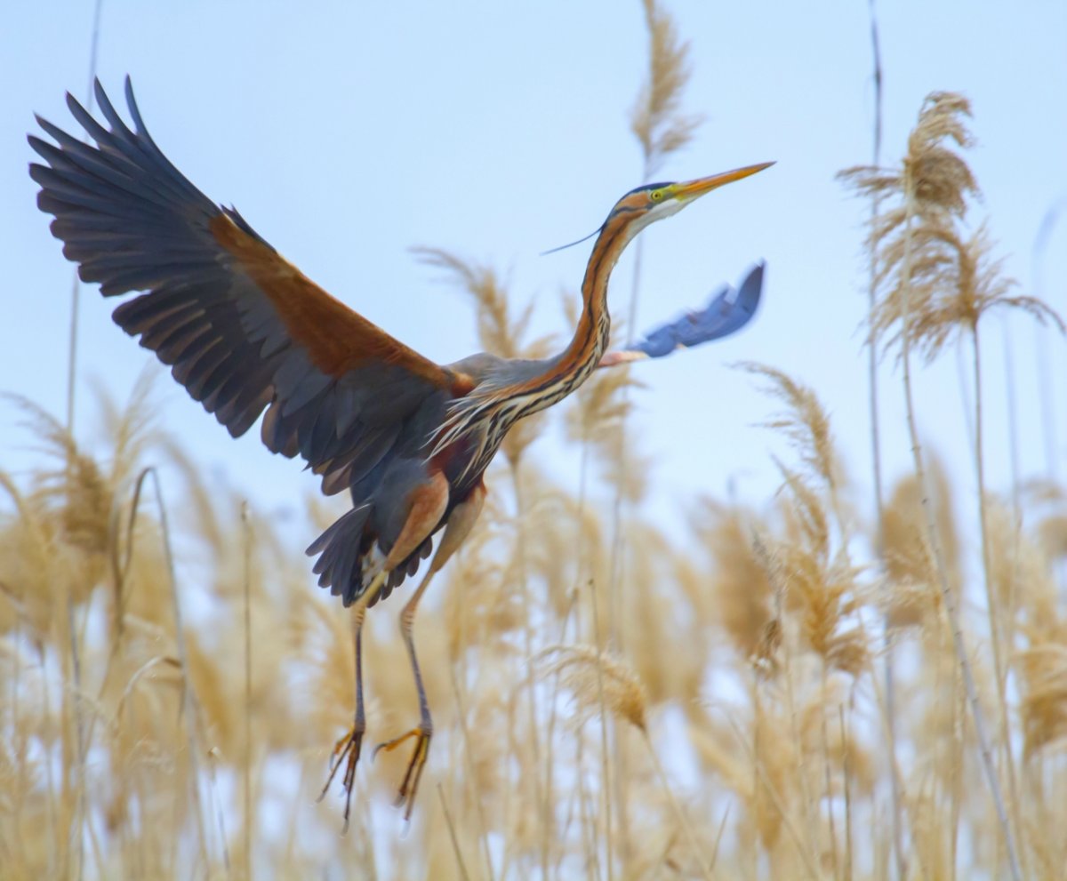Рыжая цапля (Ardea purpurea)