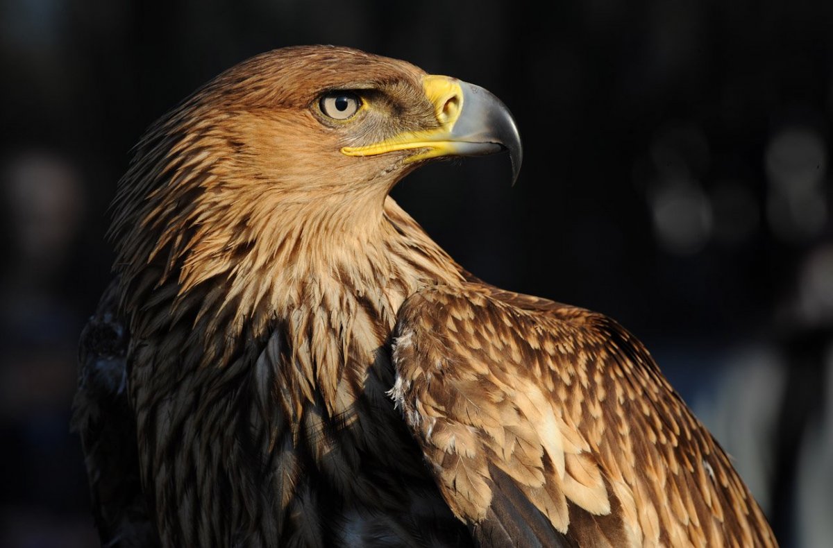 Русский орёл птица