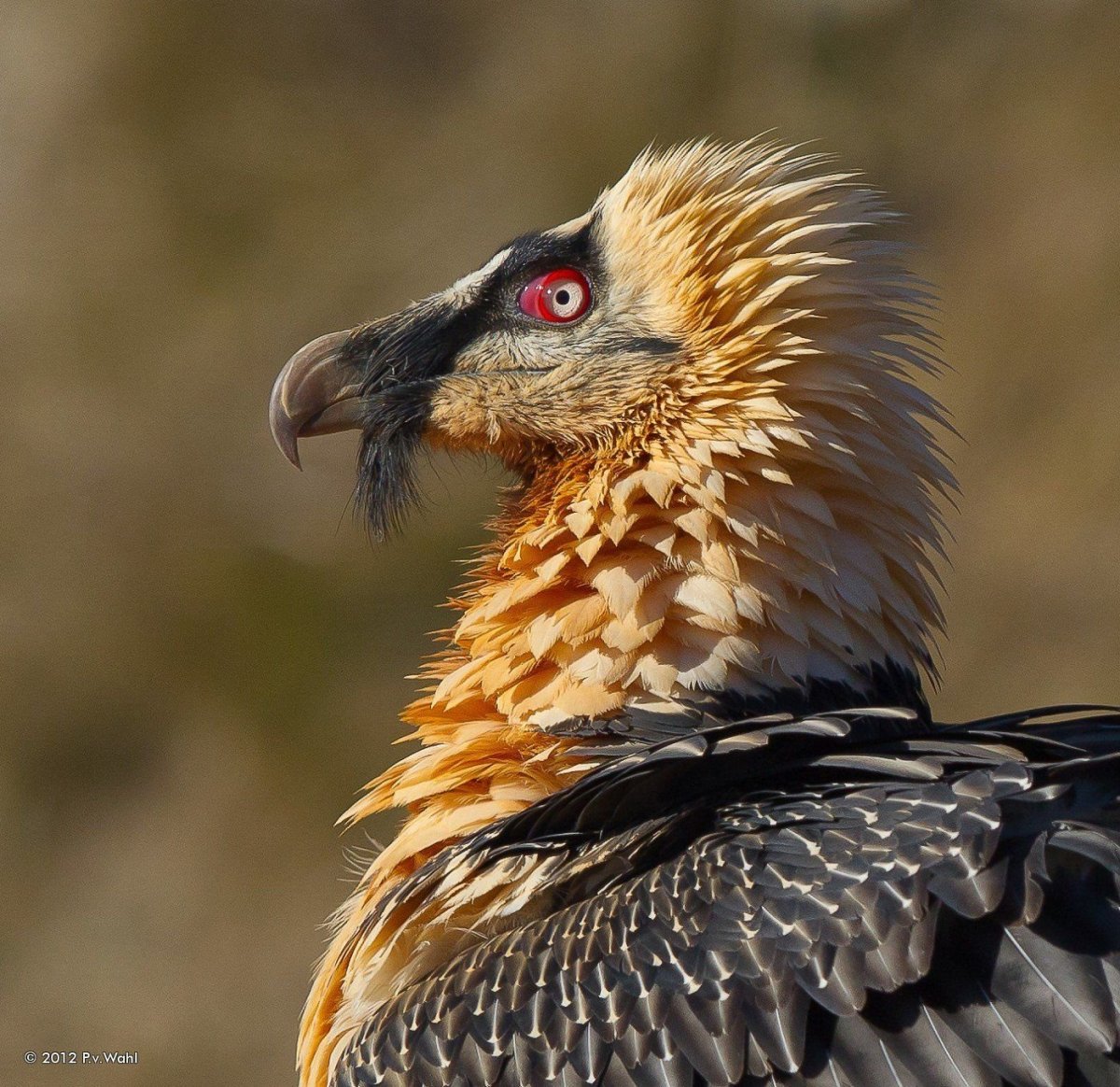 Ягнятник Бородач птица