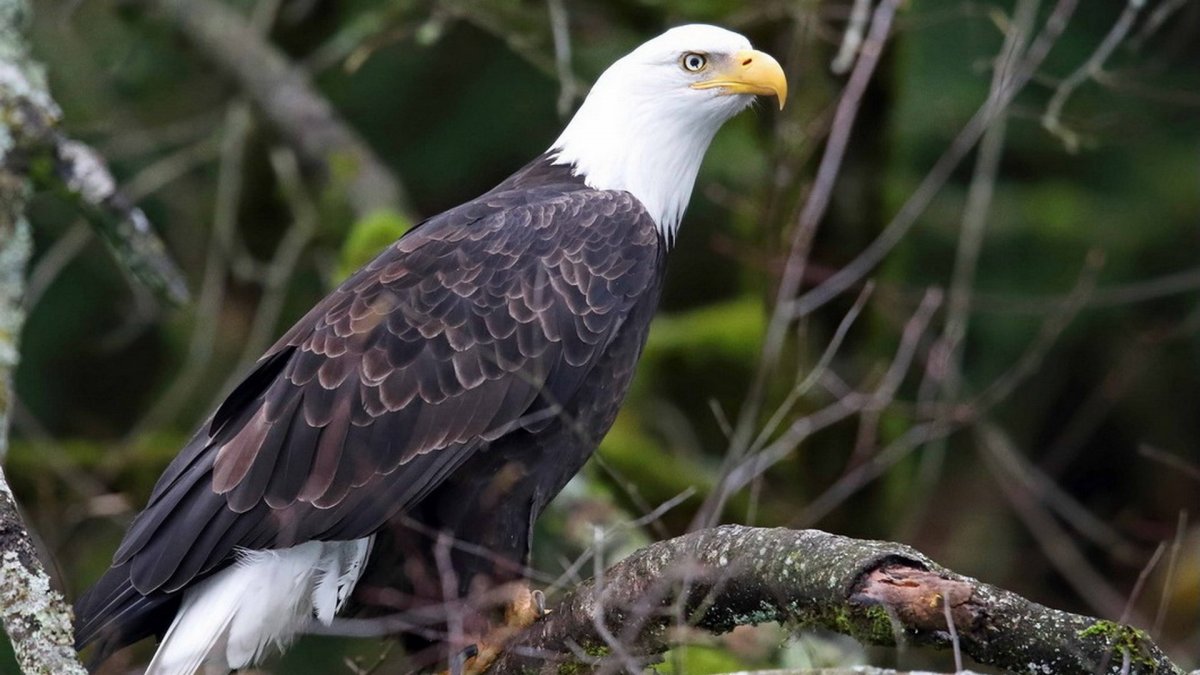 Дагестанский Орел