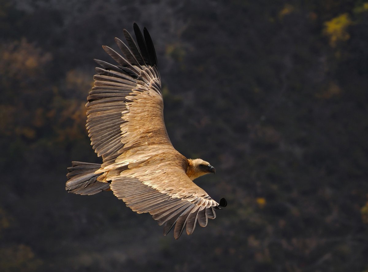 Белоголовый СИП Дагестан