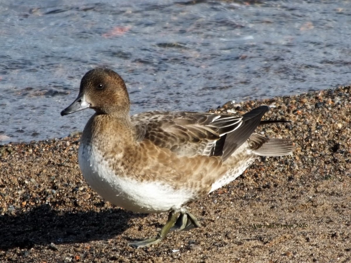 Свиязь молодая птица