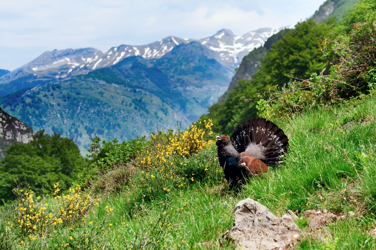 Тебердинский заповедник