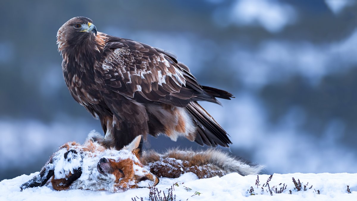 Горный Беркут