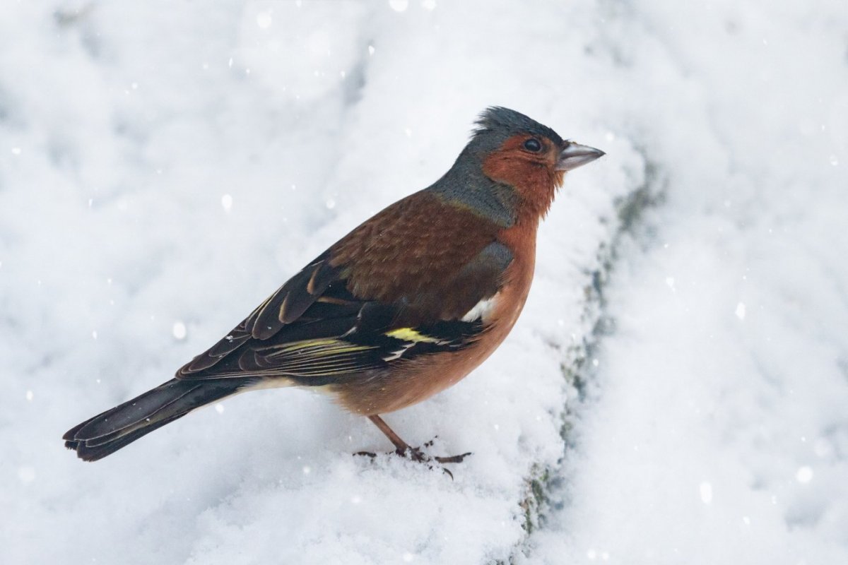 Свиристель зимующая птица