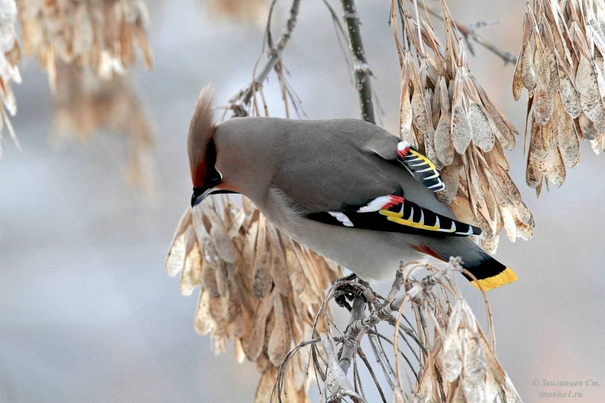 Красивые Снегири