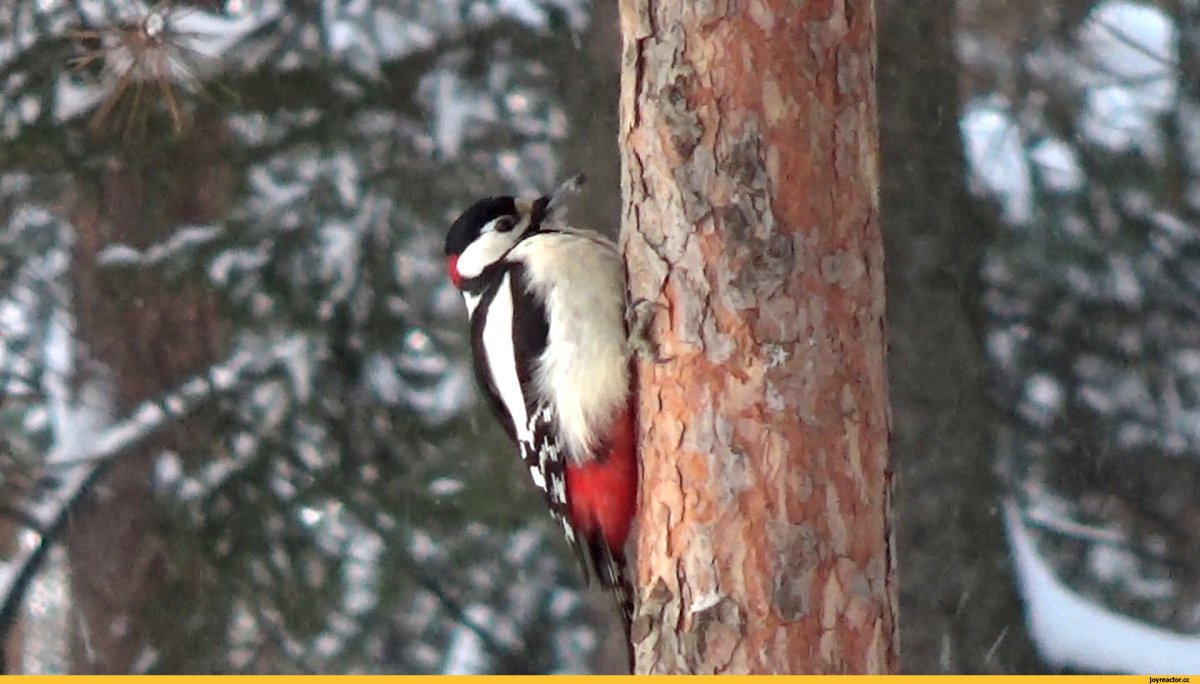 Свиристели перелетные птицы