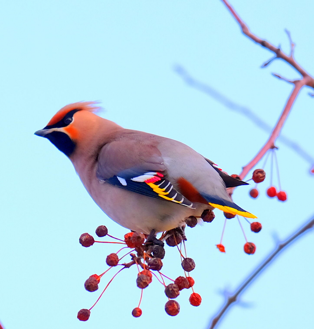 Сорокопутовый свиристель