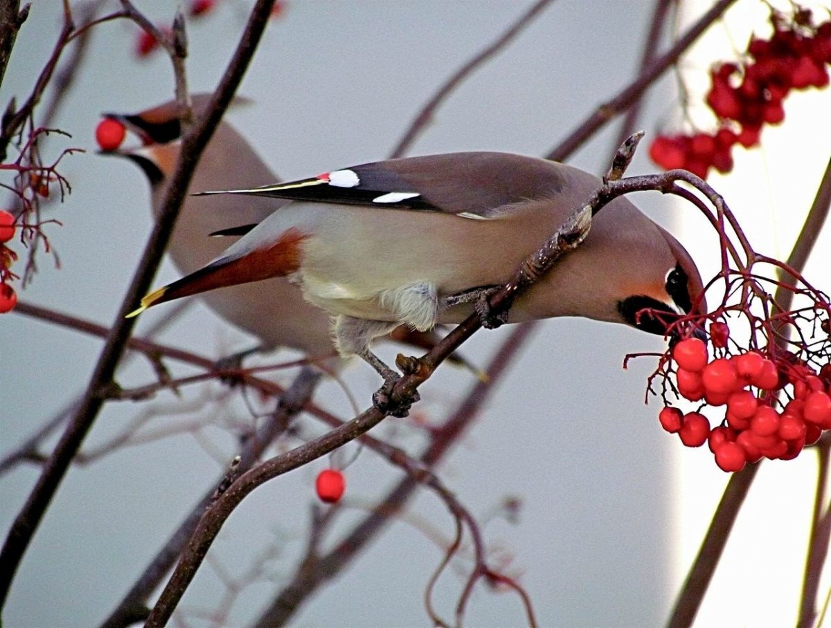 Зимующие птицы Марий Эл