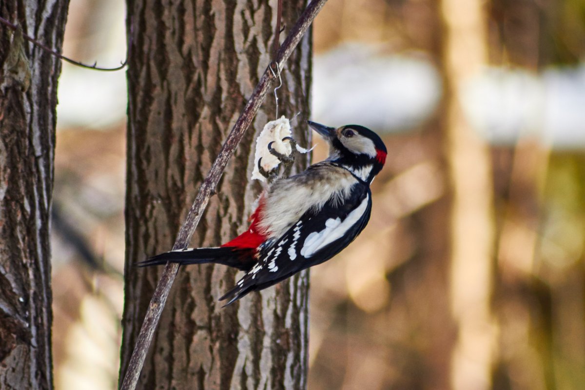 Где зимуют Снегири
