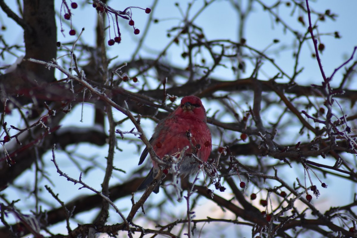 Красивые птицы Алтайского края