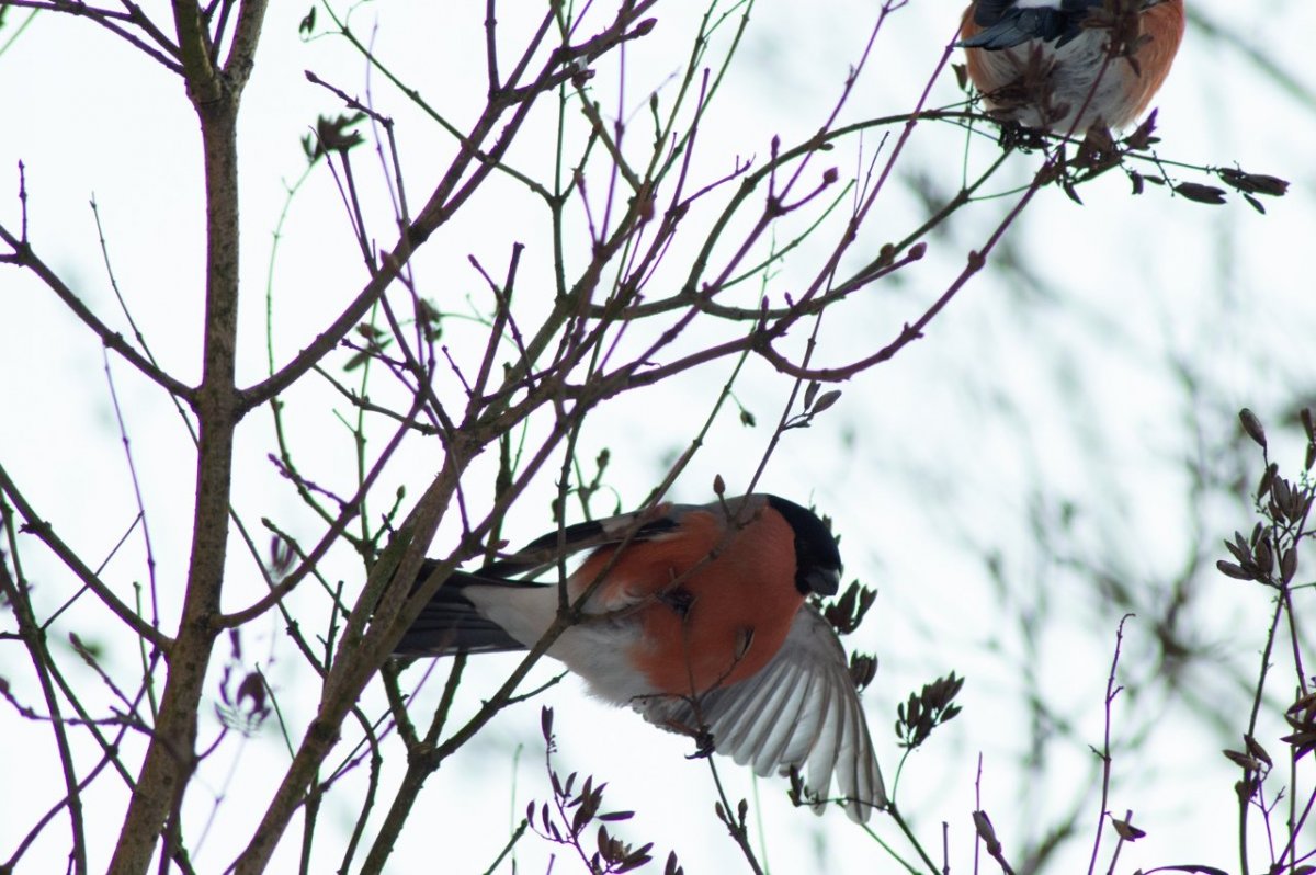Зимующие птицы Забайкалья синица