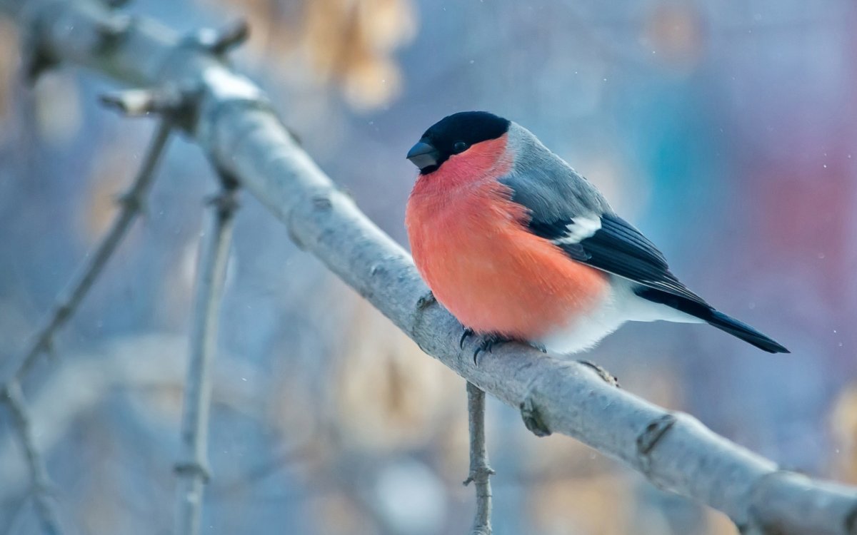 Свиристель в Ленинградской области