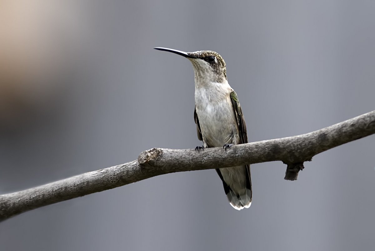 Серенькая птичка с длинным носиком