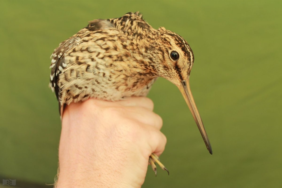 Птица с длинным клювом в Москве