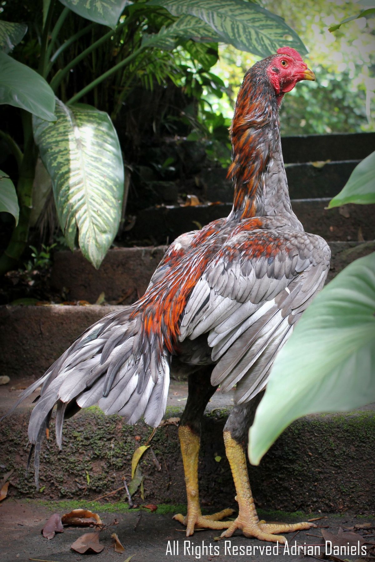 Бойцовые куры Шамо