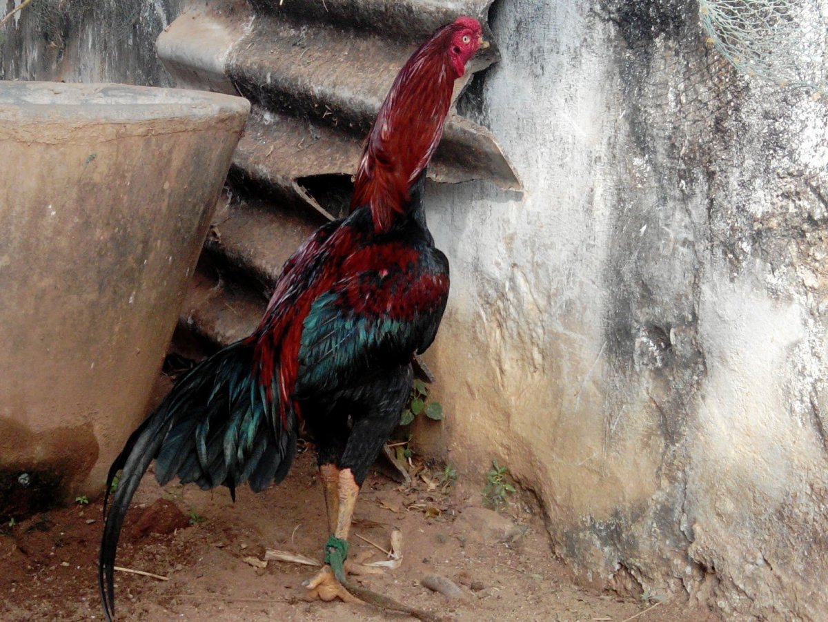 Бойцовский петух Шамо