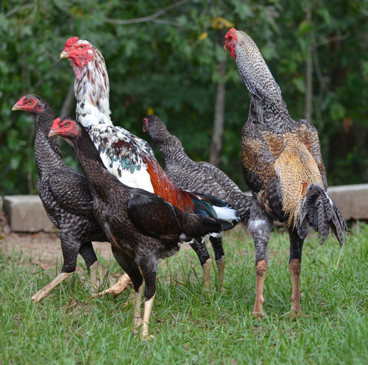 Бойцовские куры