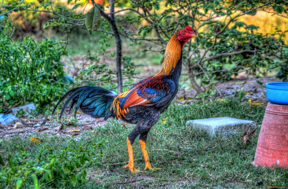 Английская Бойцовая порода кур