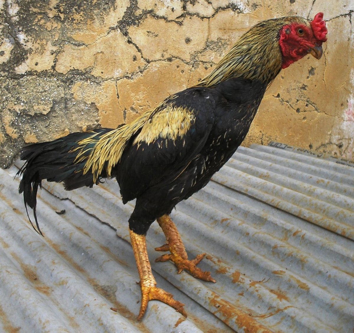 Дакан Азиль