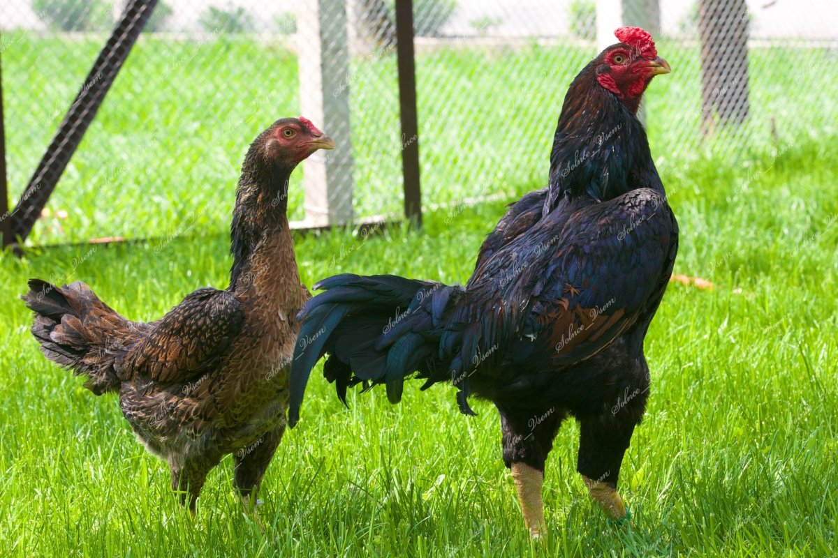 Бельгийская Бойцовая порода кур
