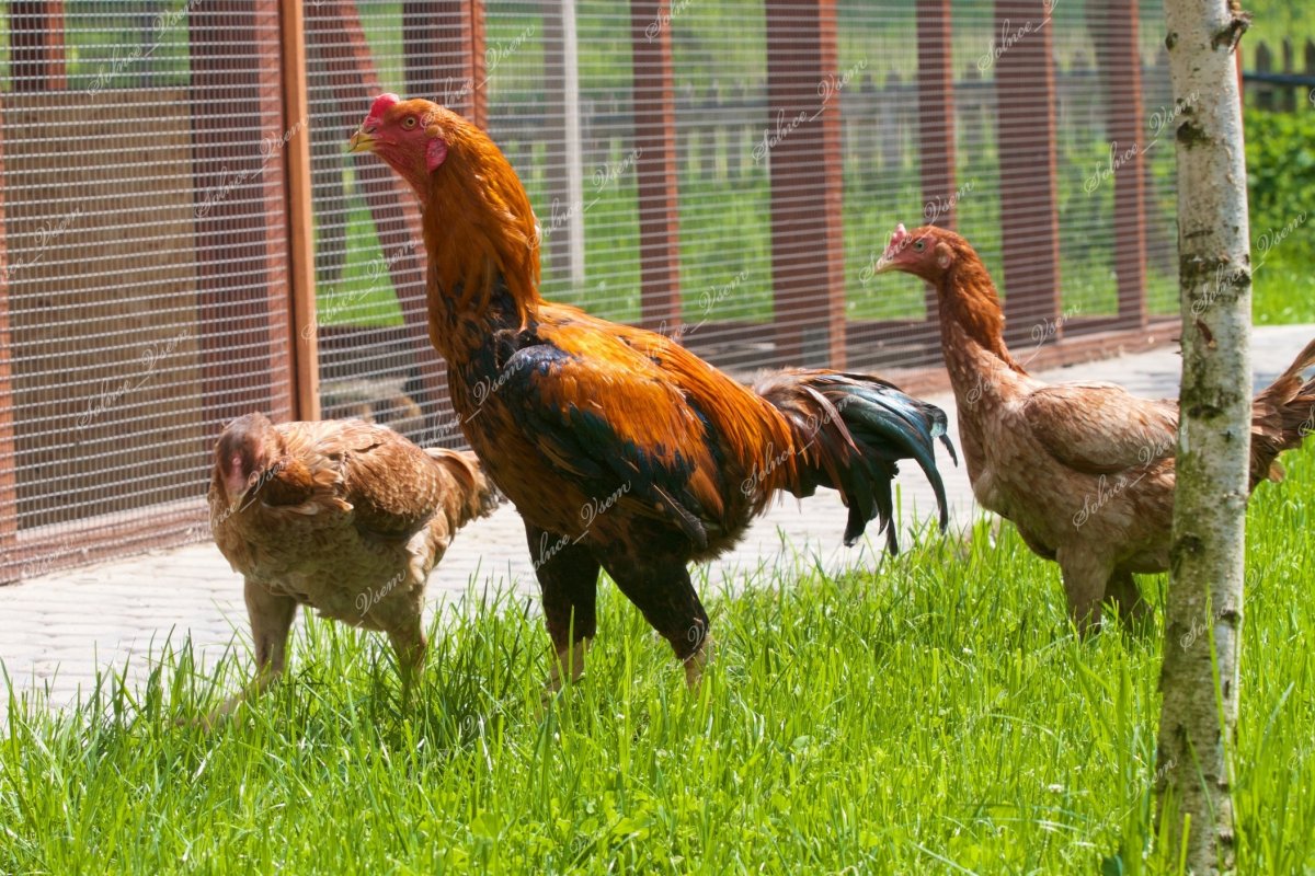 Азиль Бойцовая порода кур