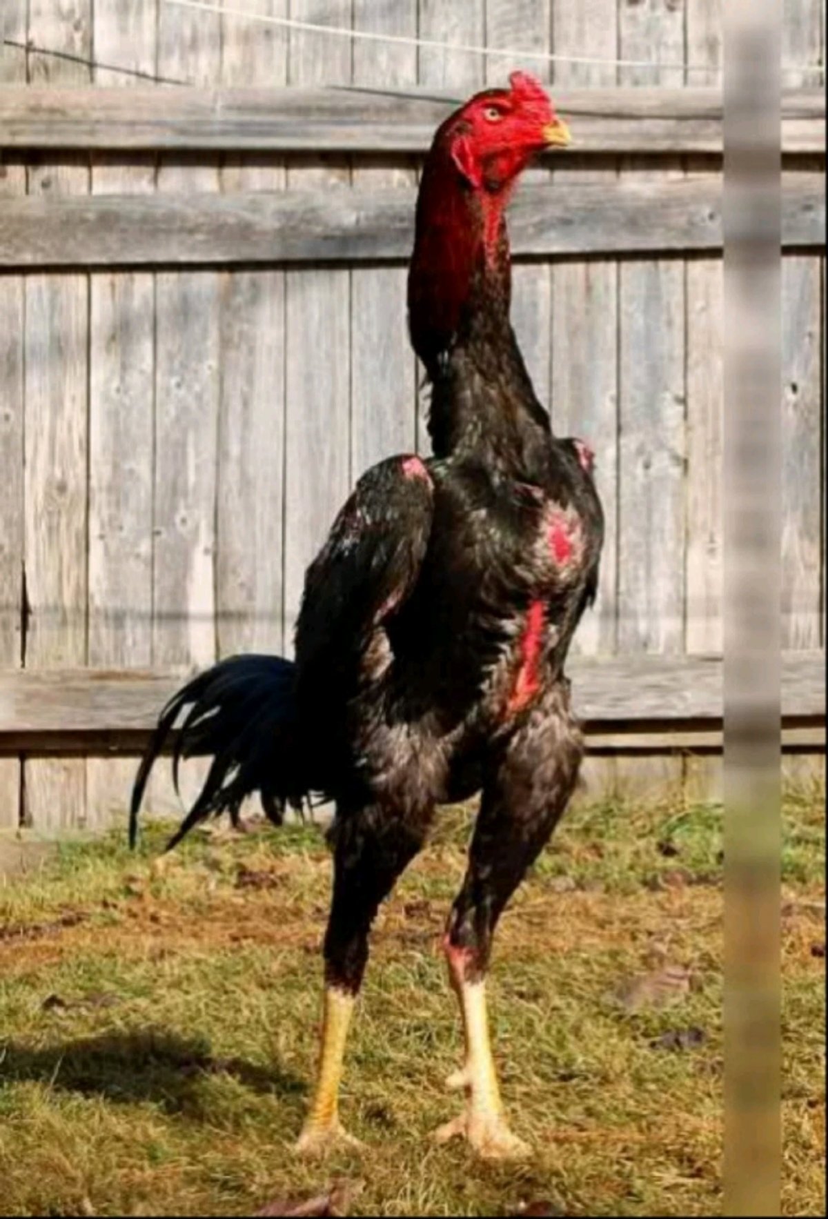 Ко Шамо порода кур