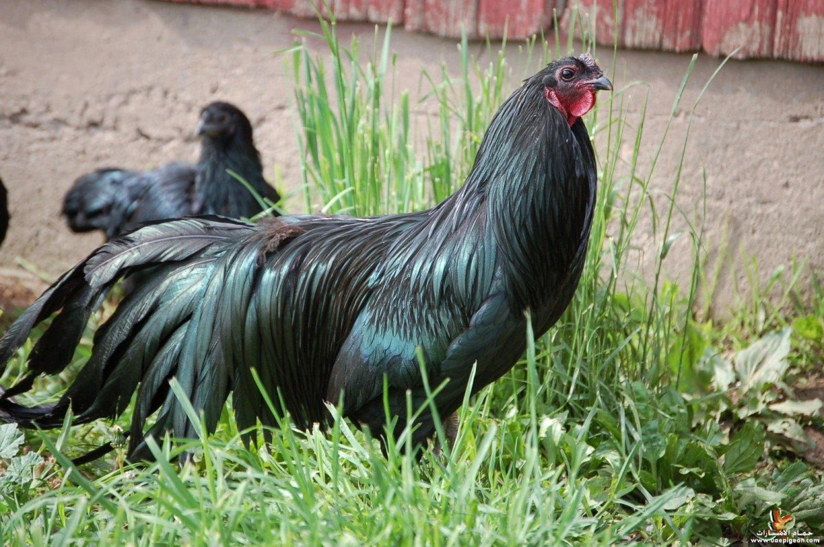 Бойцовский петух Шамо