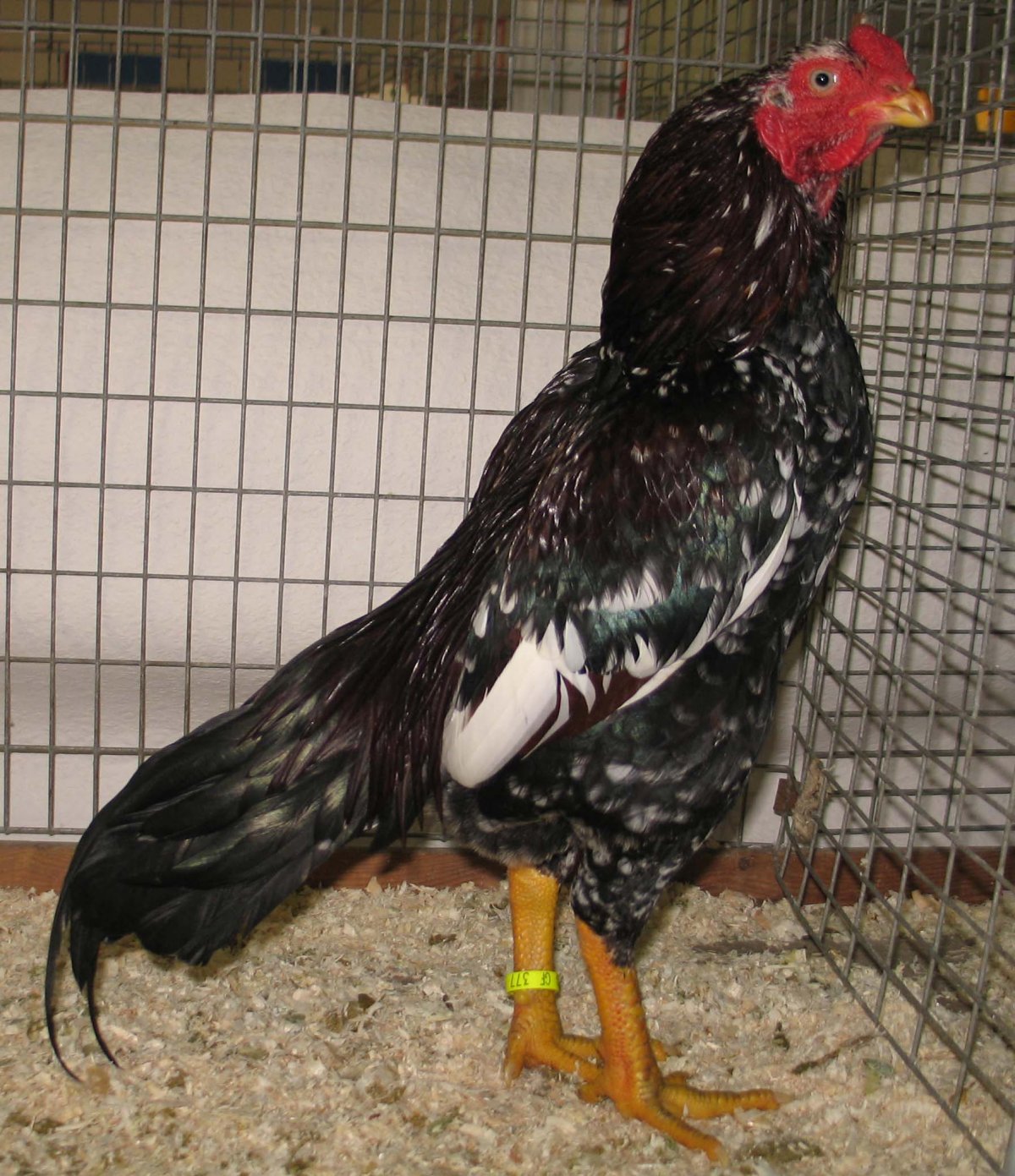 Королевский Азиль индийский