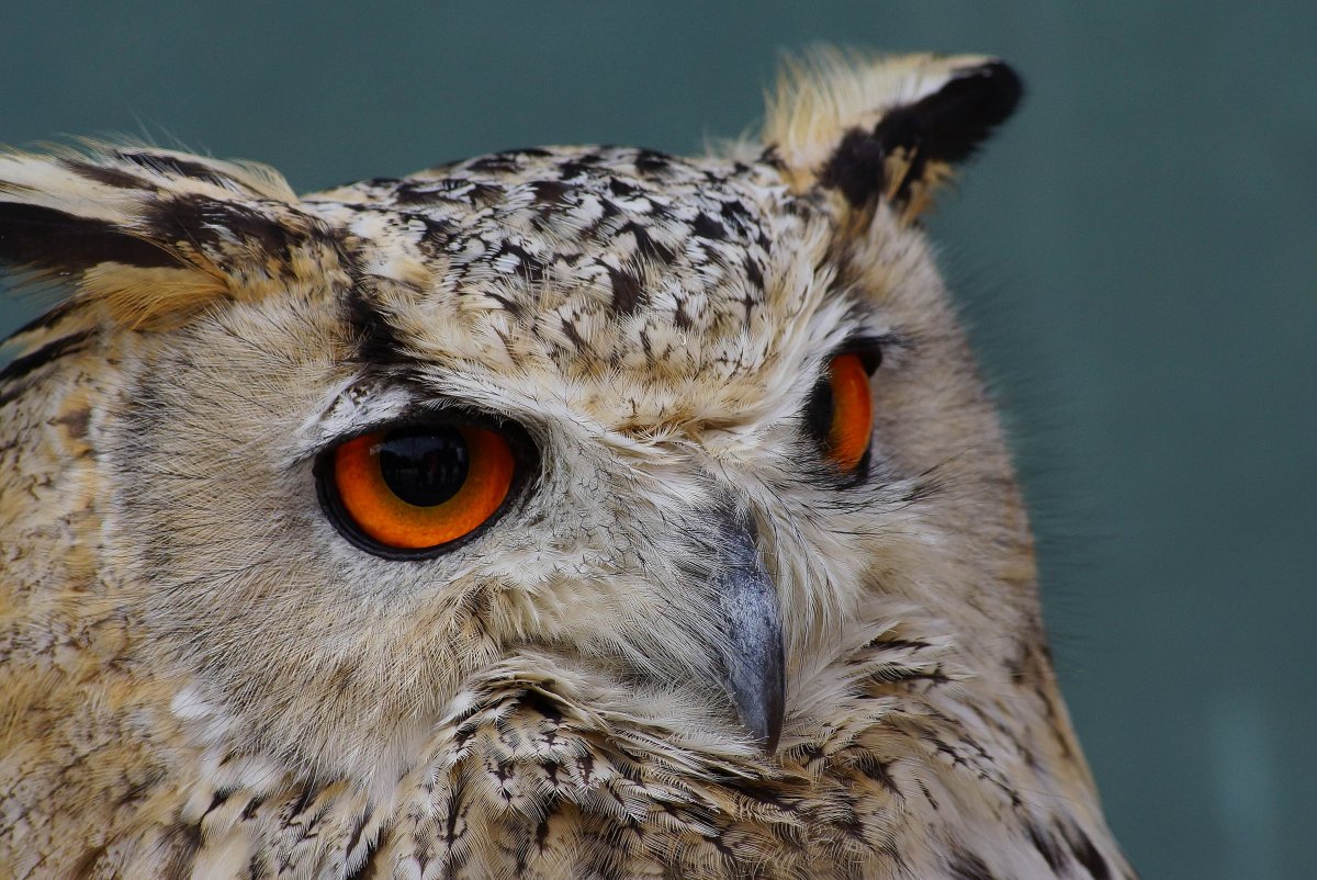 Филин фото птицы крупным планом