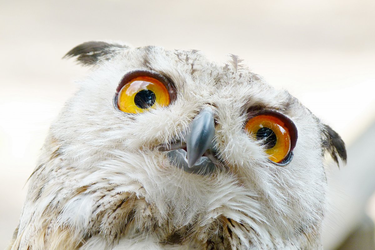 Сова портрет