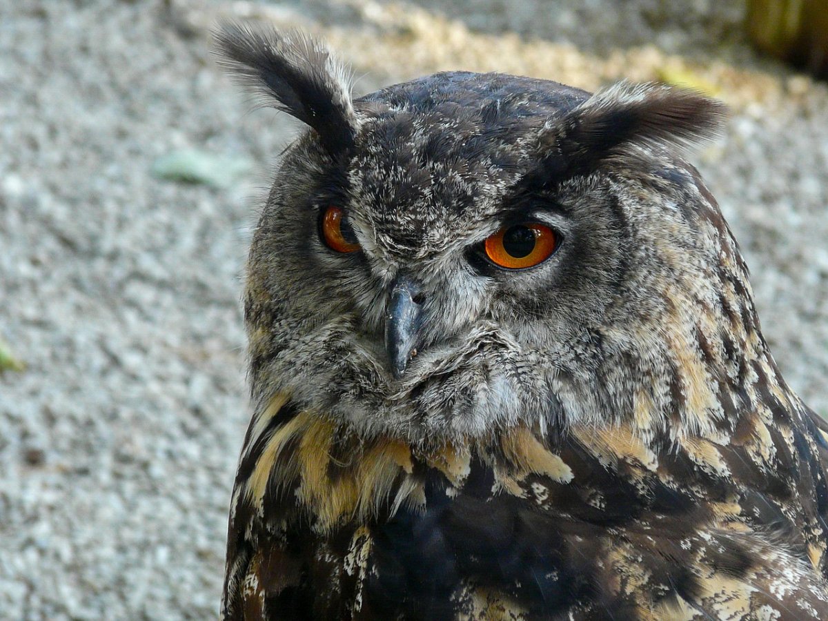 Филин пение