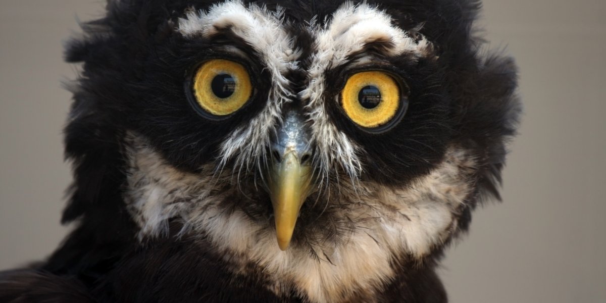 Кара Делевинь с котом