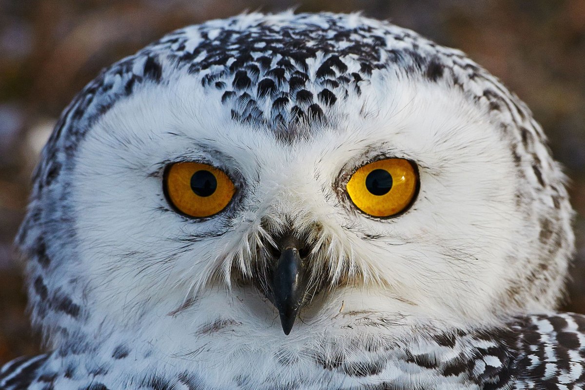 Глаза Совы