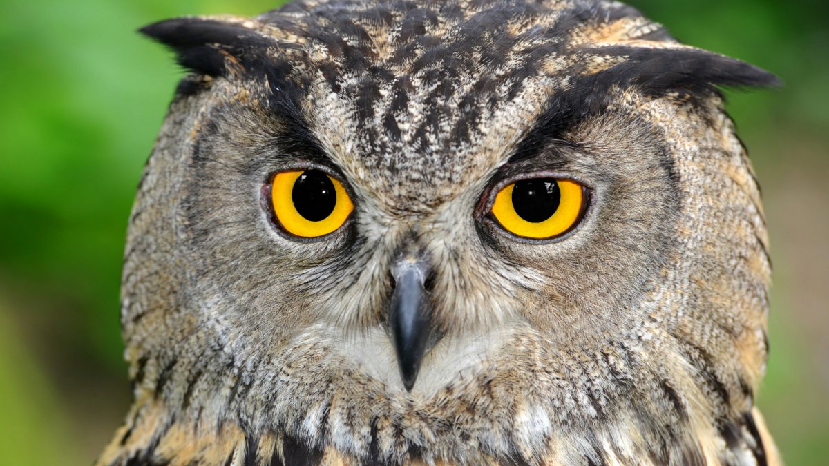 Совообразные птицы представители