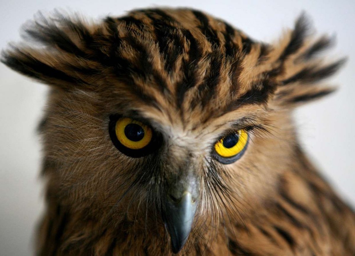 Симметрия Совы