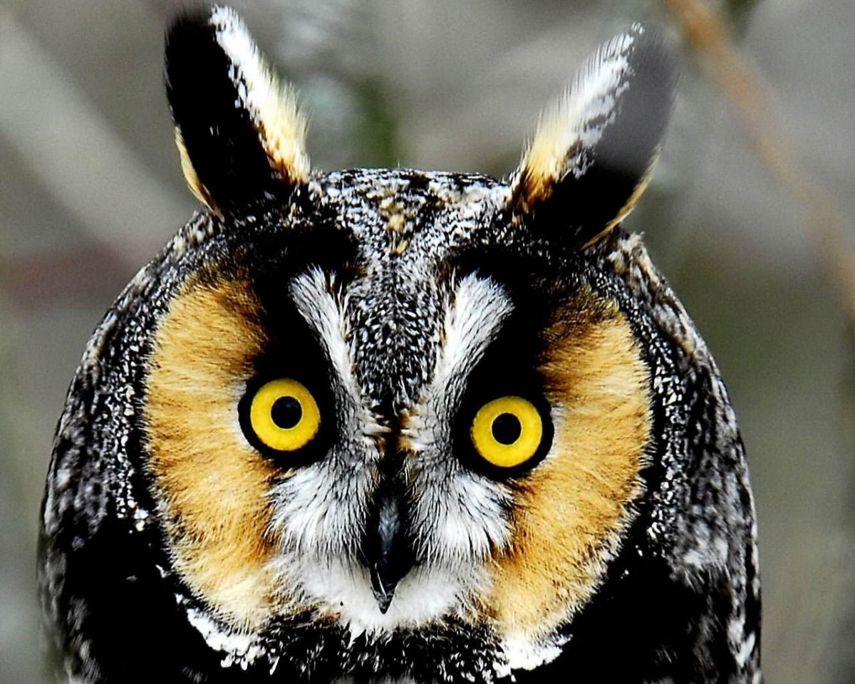 Большая Сова