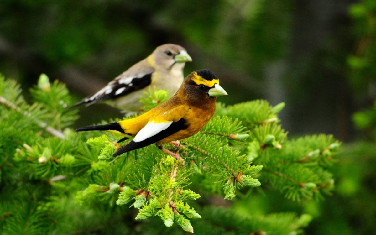 Природа птицы