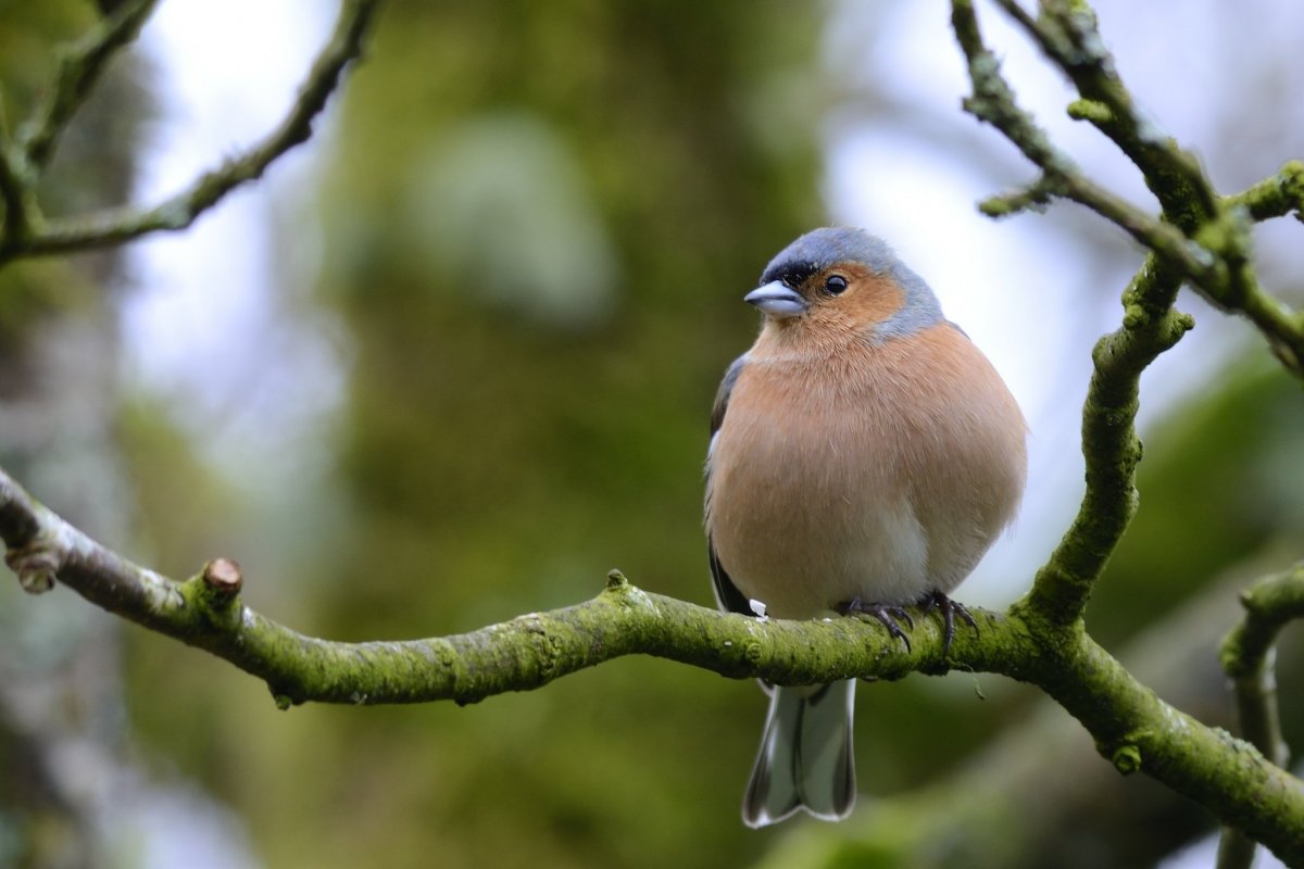 Птицы лесопарковой зоны