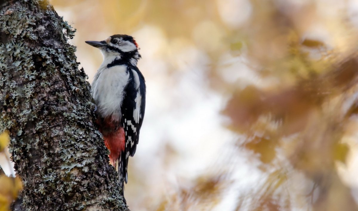 Дятел осенью